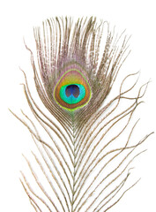 Fototapeta premium Beautiful peacock feather isolated on white background