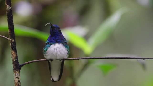 White-necked jacobin on a twig