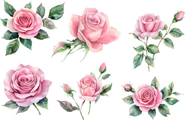 Romantic Watercolor Pink Rose Flower