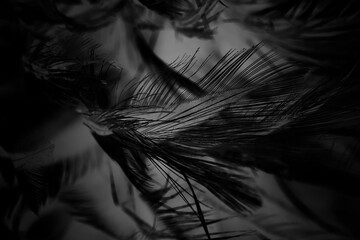 Beautiful black swan feather pattern  texture background