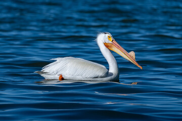 A pelican swimming in a lake 