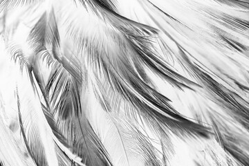 Beautiful black swan feather pattern  texture background