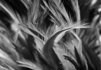 Beautiful black swan feather pattern  texture background