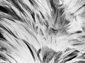 feather wool dark black with light abstract background