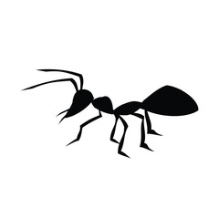 black ant isolated on white background