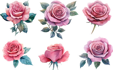 Fototapeta premium set of roses vector illustration