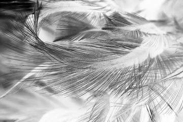 Bird crow swan black feather isolated on white background