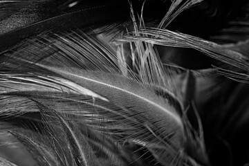 Beautiful black swan feather pattern  texture background