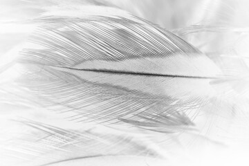 Beautiful black swan feather pattern  texture background