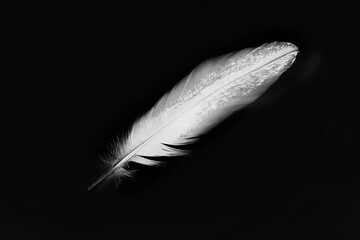 white feather isolated on black background