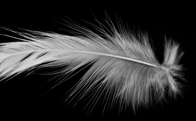 Obraz premium white feather isolated on black background