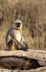 Gray langur (semnopithecus entellus) sitting on a branch in Kanha National Park, India