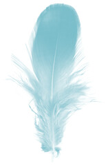 Beautiful feather color green turquoise isolated on white background