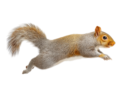 Squirrel leaping, isolated on black. Wildlife animal in motion. Concept of agility, speed, and nature.
