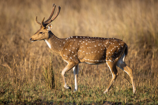 Buck or male spotted deer (Axis axis) in Kanha National Park in India