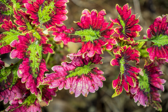 Display of Colleus Plants Full Color, Leaves from Color Solenostemon Plants, close appearance of miana plants, jawer kotok plants.