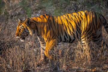 Beautiful Bengal Tiger (Panthera tigris tigris) in the wild approaching through grass lands in the...