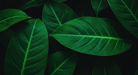 Close-up of vibrant green leaves with visible veins against a dark background.