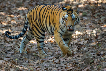 Beautiful Bengal Tiger (Panthera tigris tigris) in the wild approaching through the forest in the...