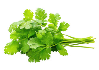 Fresh cilantro bunch isolated on transparent background. Concept of cooking, seasoning, and healthy eating.