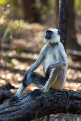 Gray langur (semnopithecus entellus) sitting on a branch in Kanha National Park, India