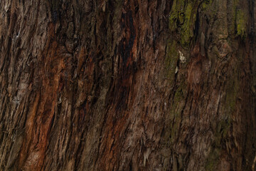 wood texture in high contrast and good resolution	