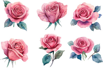 Botanical Watercolor Pink Rose – Romantic Wedding Element