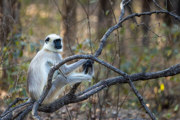 Gray langur (semnopithecus entellus) sitting on a branch in Kanha National Park, India