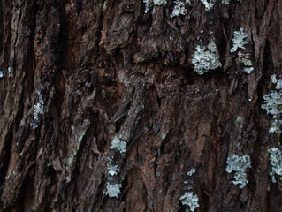 wood texture in high contrast and good resolution	
