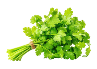 Fresh cilantro bunch tied with twine on a transparent background. Concept of cooking, healthy eating, and fresh produce.