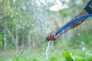 A farmer’s hands hold a water hose, its flow directed to nourish the vegetable seedling nursery