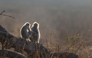 Two Gray langur (semnopithecus entellus) sitting on a branch in morning light with sun shining through the fur in Kanha National Park, India