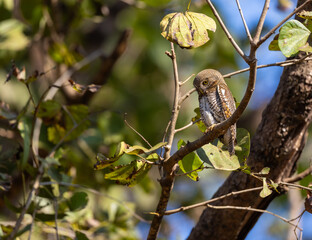 Asian Barred Owlet (Glaucidium cuculoides) sitting on a branch in Kanha National Park, India