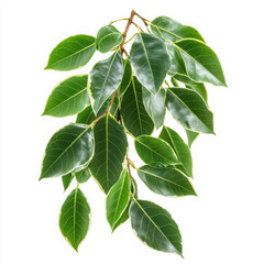 Fototapeta premium Green leaves of a plant on white background