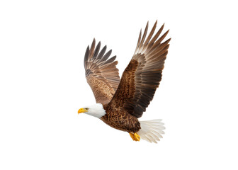 Fototapeta premium Majestic bald eagle soaring in flight against a transparent background. Symbol of freedom and power.