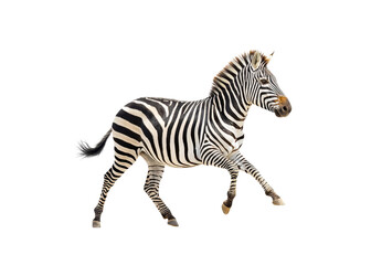 Fototapeta premium Zebra running on transparent background. Wildlife animal with black and white stripes.