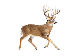Majestic buck with large antlers walking. Wildlife animal isolated on transparent background.