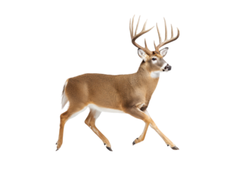Majestic buck with large antlers walking. Wildlife animal isolated on transparent background.