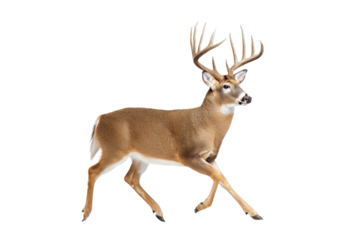 Majestic buck with large antlers walking. Wildlife animal isolated on transparent background.