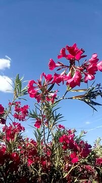 Oleander flowers