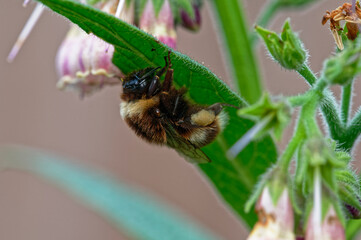 A bumble bee is resting under the leaf of a comfrey plant