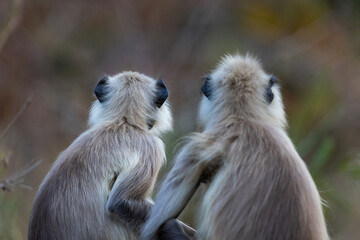 Two Gray langur (semnopithecus entellus) from the back Kanha National Park, India