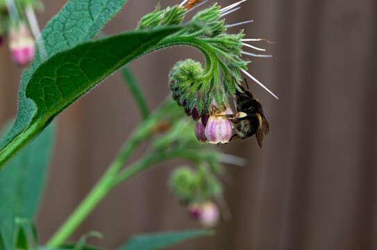 A bumble bee is feeding on a comfrey flower