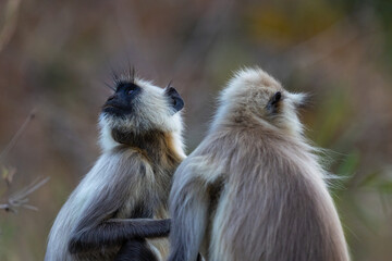 Pair of Gray langur (semnopithecus entellus) sitting on a branch in Kanha National Park, India