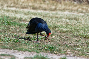 A pukeko has grass in its beak, it is eating it