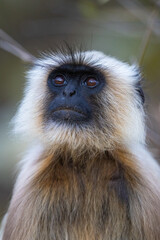 Portrait or face shot of Gray langur (semnopithecus entellus) in Kanha National Park, India