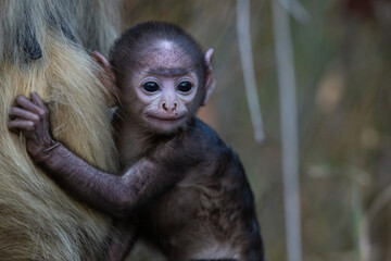 Cute baby gray langur (semnopithecus entellus) holding onto its mother in Pench National Park, India