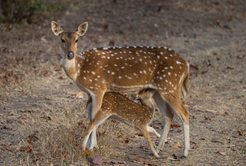 Cute baby or fawn spotted deer (Axis axis) with its mother in Kanha National Park in India