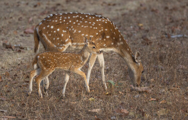 Cute baby or fawn spotted deer (Axis axis) with its mother  in Kanha National Park in India