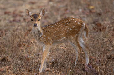 Cute baby or fawn spotted deer (Axis axis) in Kanha National Park in India